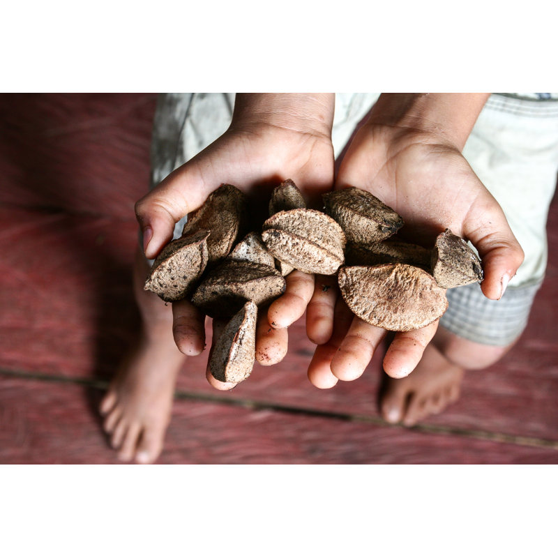 Fresh Brazil Nuts - Wrapped Canvas Print, 30cm H x 46cm W x 3.8cm D
