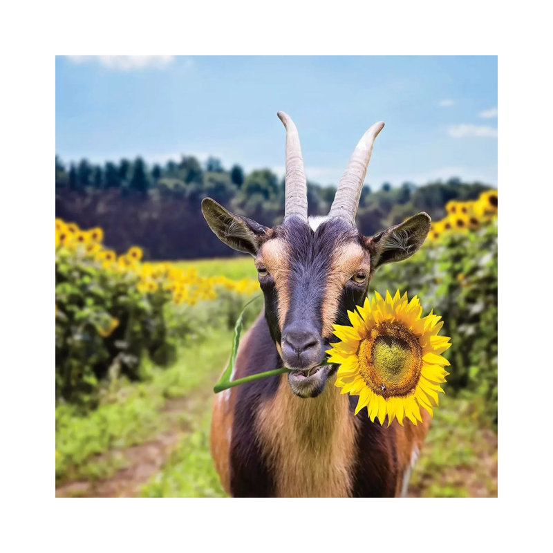 Goat In Sunflowers by Karen Burke - Wrapped Canvas Print, 45.72 cm H x 45.72 cm W