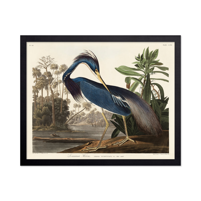 John James Audubon - héron de Louisiane, Black Framed, Poster, 18"H x 24"W