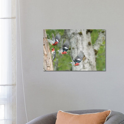 WA. Multiple Images Of A Red-Breasted Sapsucker Flying From Nest In A Red Alder Snag by Gary Luhm - Wrapped Canvas Print