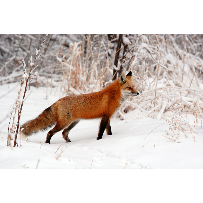 Red Fox in Snow - Photographie sur toile tendue, H 12 po x l 18 po