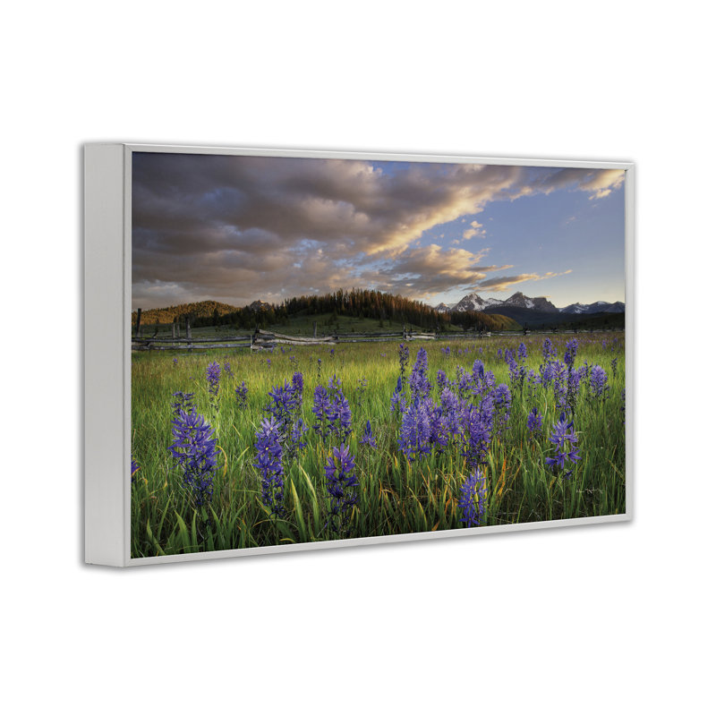  Lavande Bloom Meadows, estampe numérique par Alan Majchrowicz, H 20 po x l 30 po, Giclée encadrée blanc bord de mer