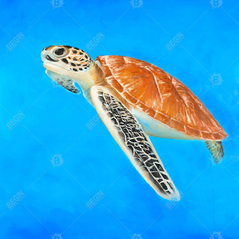 " Sea Turtle "