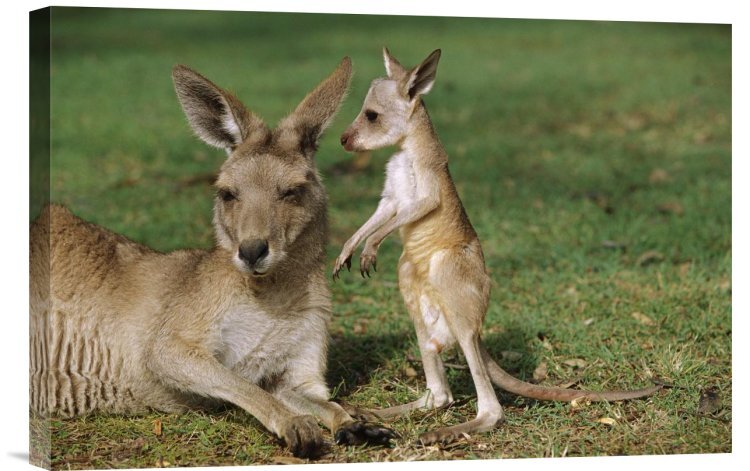 East Urban Home 'Eastern Gray Kangaroo Mother with Joey, Australia' Photographic Print Format: Black Framed, Size: 24 H x 36 W
