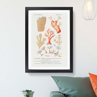 Coral Illustrations PL. 5 by Charles D' Orbigny - Picture Frame Painting Print