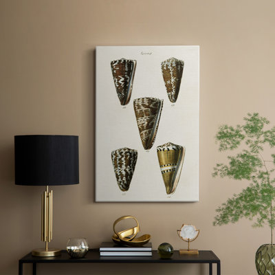 Collection Cone Shell V - Cavas enveloppés de galerie