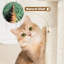 Arbre à chat à deux niveaux avec condo 23,5 po Brympton-688632307