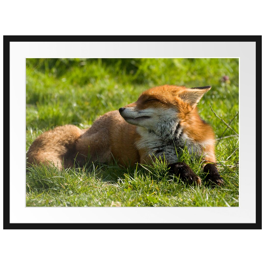 Gerahmtes Poster Kleiner Fuchs auf Wiese