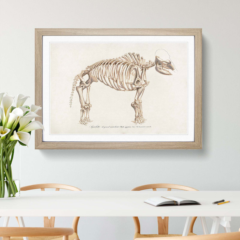 Mammoth Skeleton by Charles d Orbigny - Framed Print, 36cm H x 48cm W x 2cm D, Oak Framed