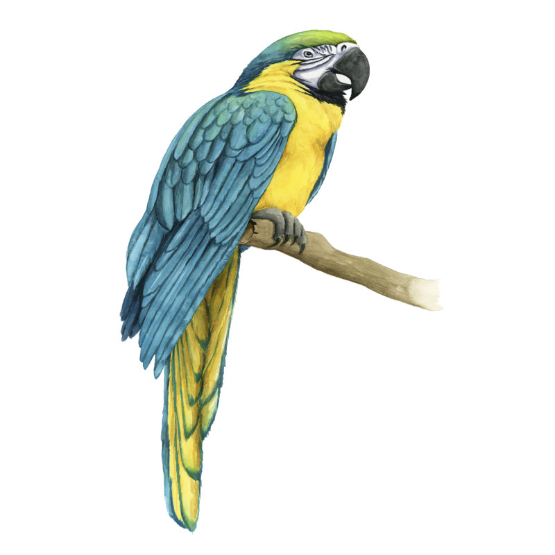 Teal Macaw I - Painting Print, 46cm H x 30cm W, Wrapped Canvas