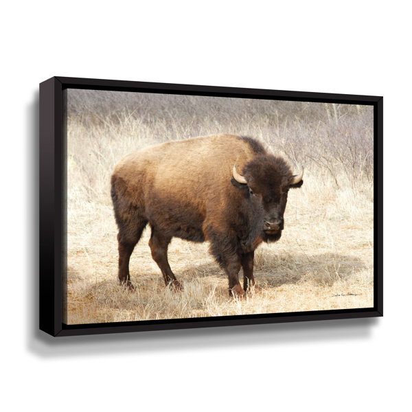 Foundry Select American Bison II Gallery Wrapped Floater-Framed Canvas ...