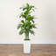 5 pi Dracaena artificielle en pot décoratif-1774162215