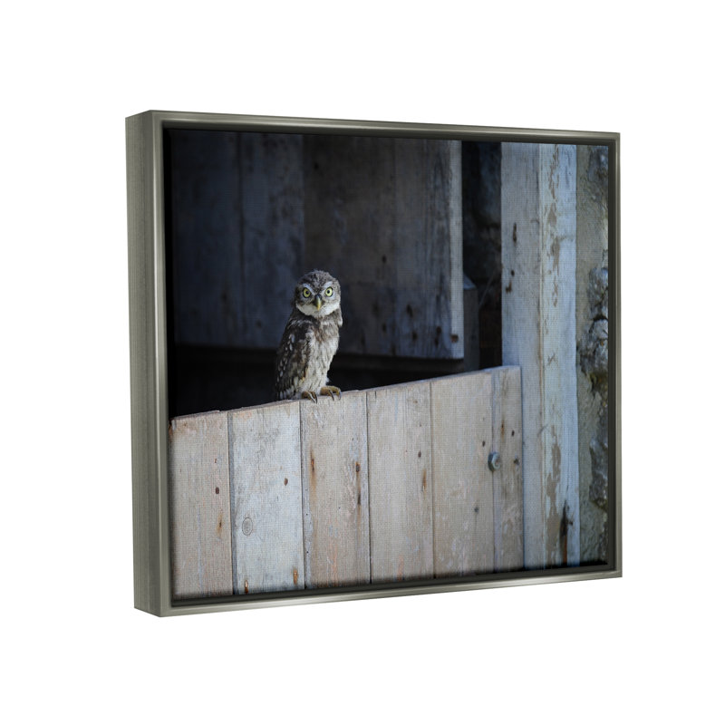 Oiseau de grange perché perché par James Dobson - photographie, H 25 po x l 31 po x P 1,5 po, Cadre flottant gris lustré