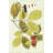 " Leaf Varieties II " by Vision Studio-308086571