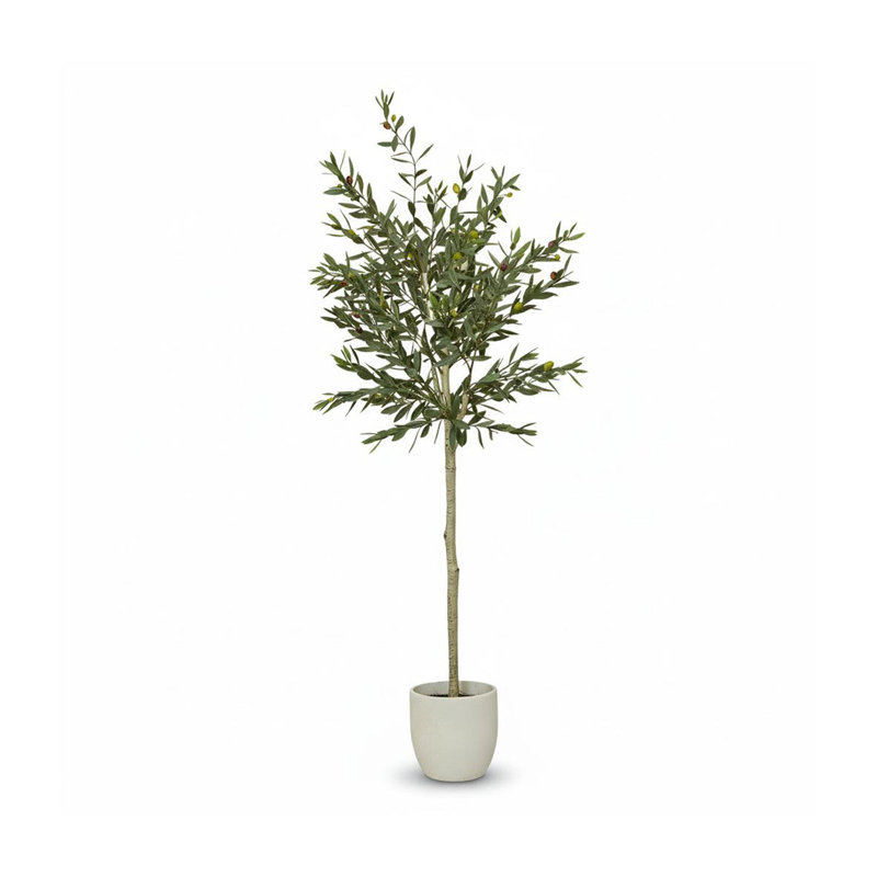 157cm Plant