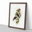 White-Vented Woodswallows by Elizabeth Gould - Picture Frame Painting Print-55612342-55612349