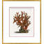 Coral in Red 3 Framed