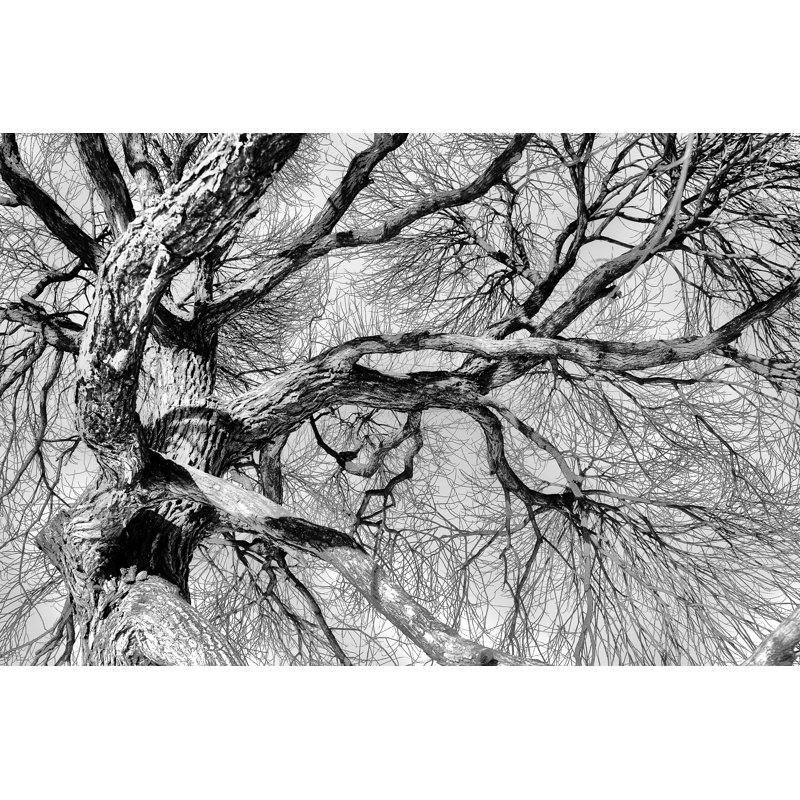 Tree Branch by Icealien - Wrapped Canvas Print, 61cm H x 91cm W x 3.8cm D