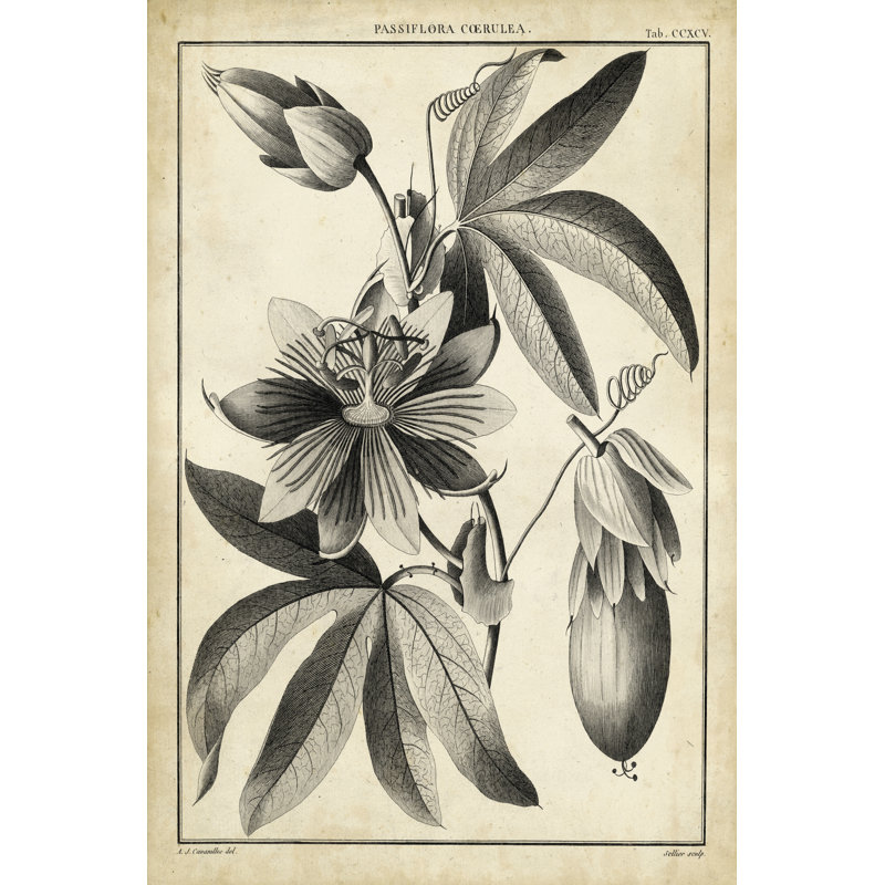 Passiflora III by Sellier - Wrapped Canvas Print, 46cm H x 30cm W x 3.8cm D