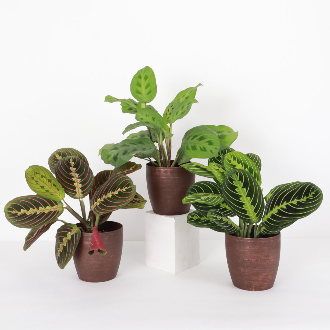 Live Prayer Plant Trio Set In Classic Pots Thorsen's Greenhouse Base