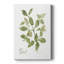 " Herb Basil "-250720314