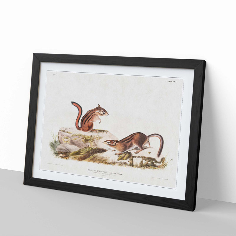 Ground Squirrels by J.W. Audubon - Picture Frame Painting Print, 27cm H x 36cm W x 2cm D, Black Framed