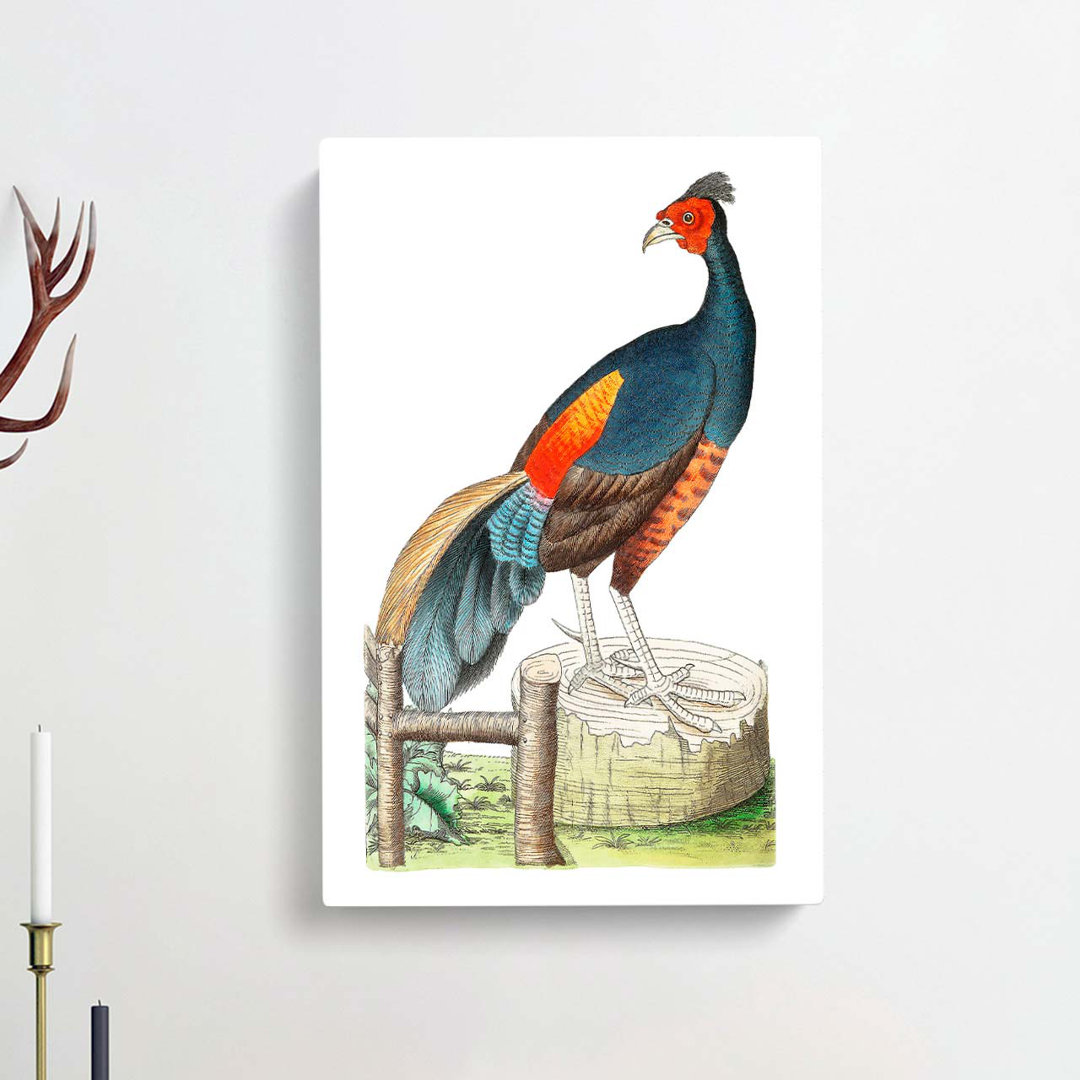 Fire-Backed Pheasant by George Shaw - Wrapped Canvas