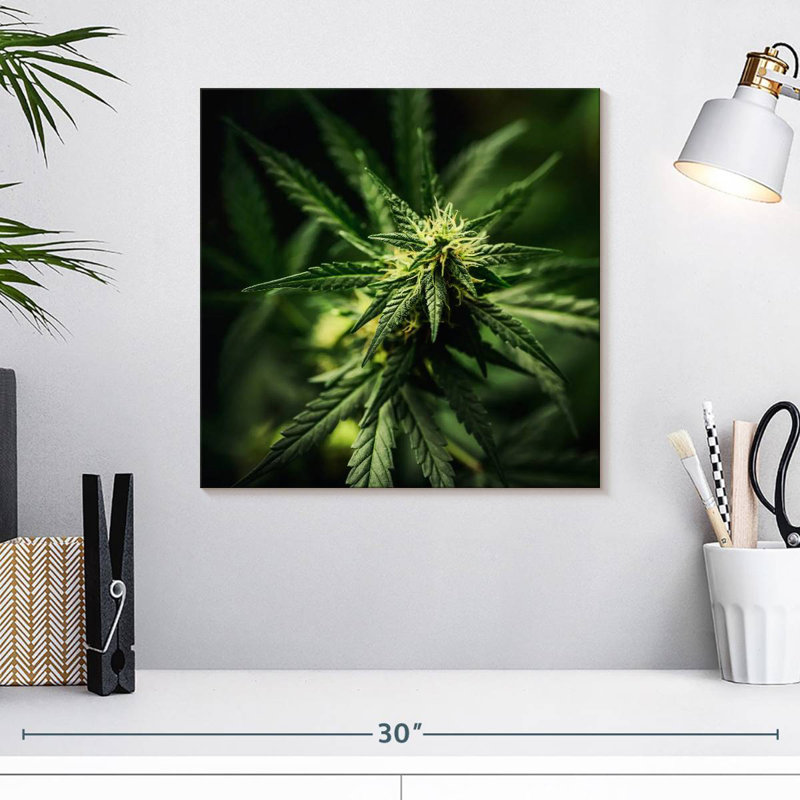 Marijuana fraîchement fleurie, H 16 po x l 16 po
