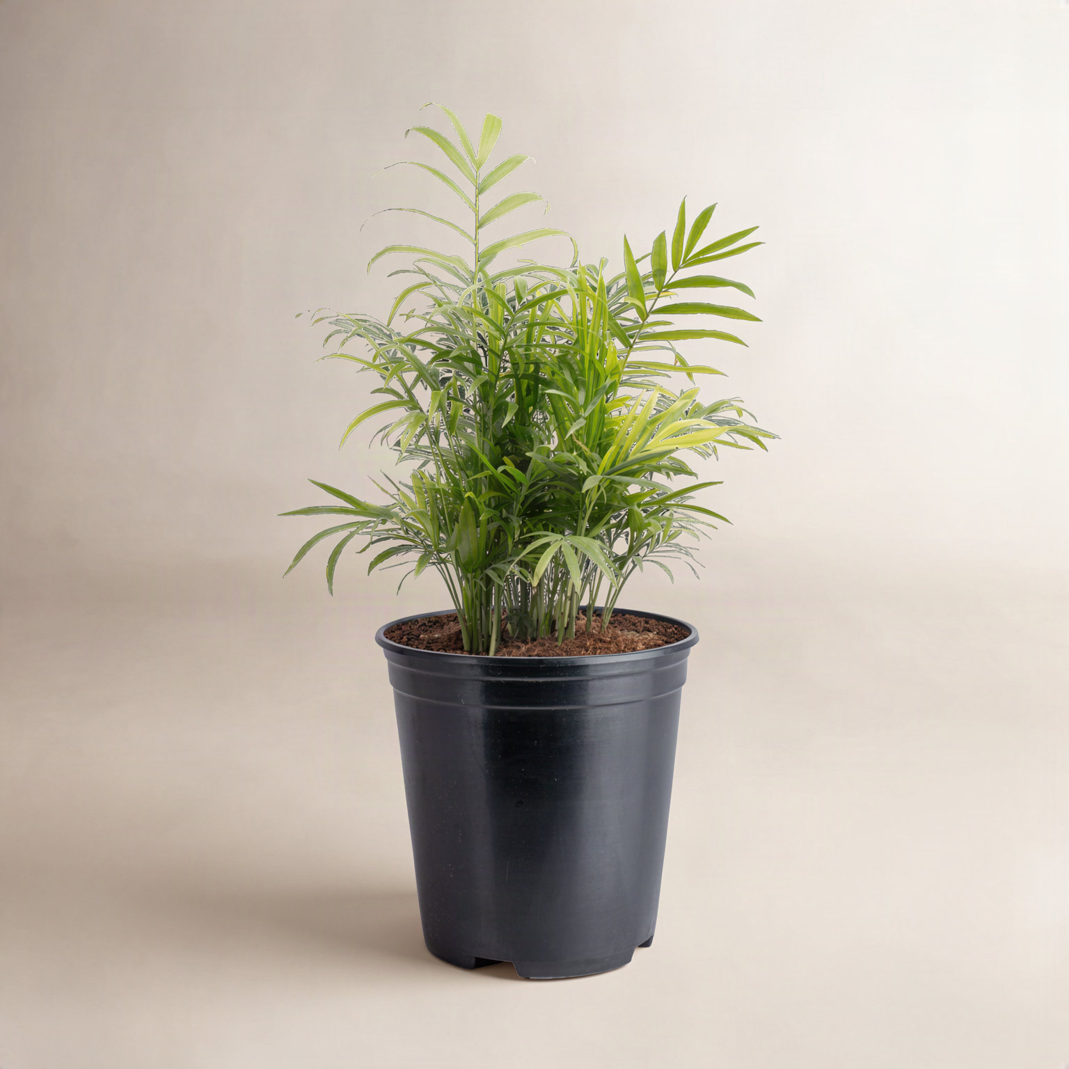 Costa Farms Neanthebella Palm Grower Plant