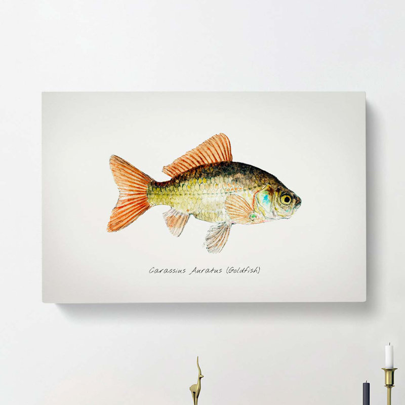 Illustration of a Goldfish by F.E. Clarke - Wrapped Canvas Painting Print, 50cm H x 76cm W x 3cm D
