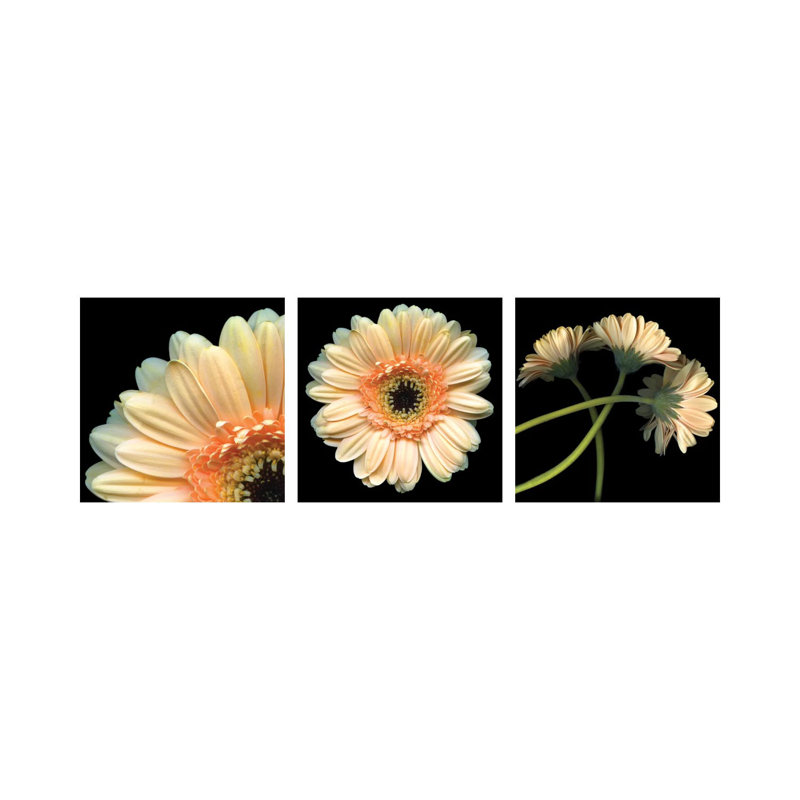 Gerbera Triptych - ensemble d'art mural sur toile - toile tendue (ensemble de 3)