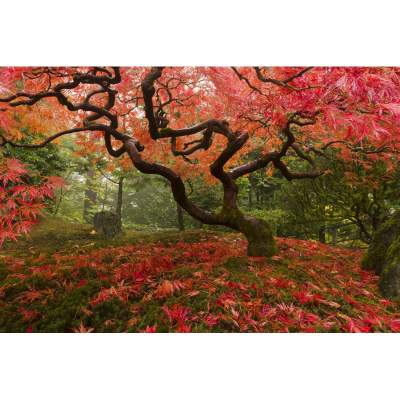 Japanese Maple - Wrapped Canvas Print, 30cm H x 46cm W x 3.8cm D