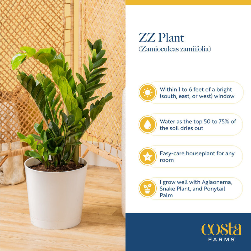 Costa Farms Indoor ZZ Plant Zamioculcas Zamiifolia House Plant in 10-inch Décor Pot