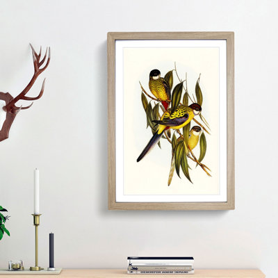Brown's Parakeets by Elizabeth Gould - Picture Frame Art Print