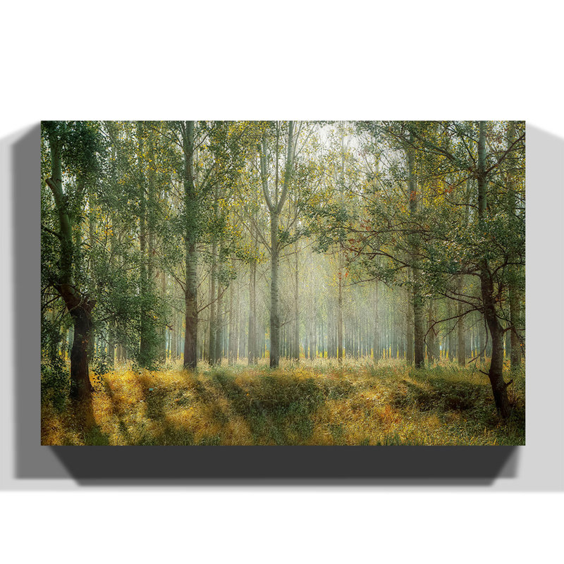 Woodland View in the Spring - Wrapped Canvas, 50cm H x 76cm W