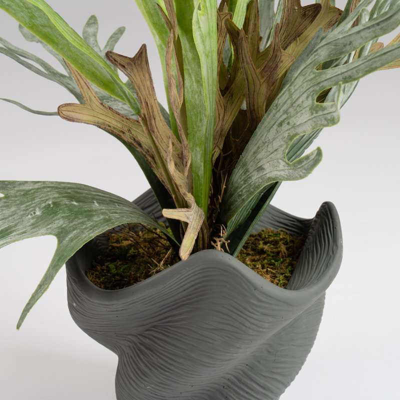 53cm Faux Sea Greens in Cement Shell Pot