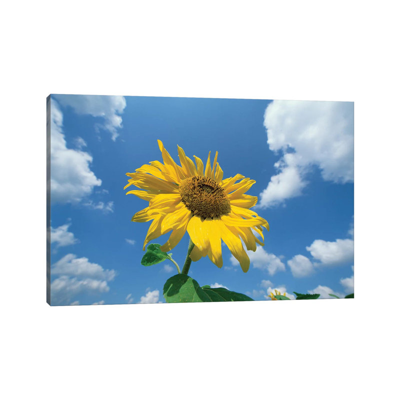 Common Sunflower With Blue Sky And Clouds II by Konrad Wothe - Wrapped Canvas Print, 101.6 cm H x 66.04 cm W