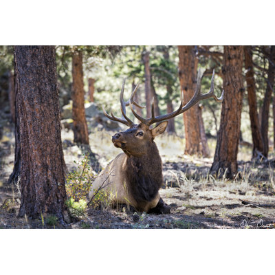 Elk Study I - Photograph