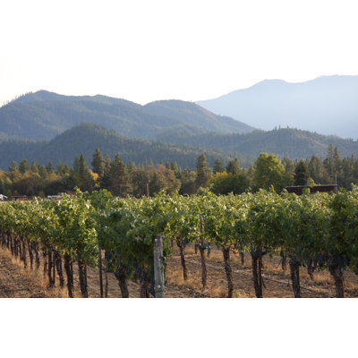 " Oregon Vineyard " by Christiannafzger