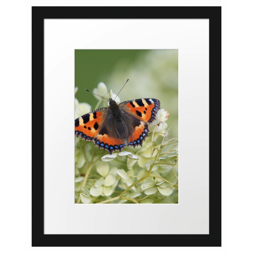 Gerahmtes Poster Schmetterling auf weißen Blüten