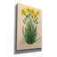 "Epis Graffiti" Sisyrinchium Longistile "par Art Licensing Studio, art mural sur toile-109176293