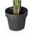 Palm Tree in Pot-970598321