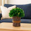 10 "plante topiaire debout buis préservé - véritable verdure préservée