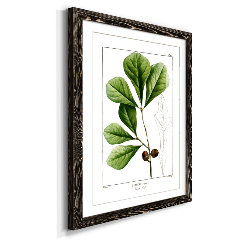 Chêne blanc - Peinture encadrée sur papier, H 44 po x l 31 po x P 1 po, Noir