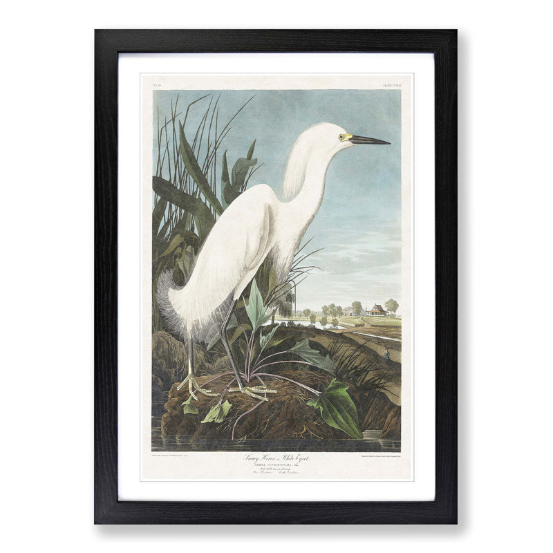 Snowy Heron by John Audubon - Picture Frame Painting Print on MDF, 36cm H x 27cm W x 2cm D, Black Framed