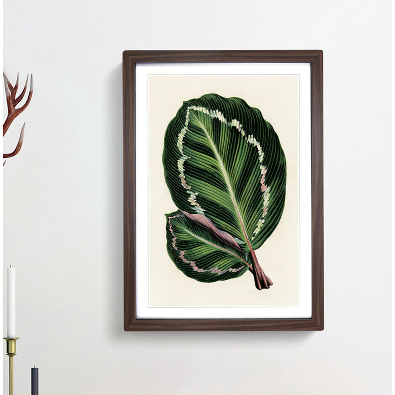 Rose Painted Calathea Leaves by Benjamin Fawcett - Framed Print, Walnut, 76cm H x 50cm W x 2cm D