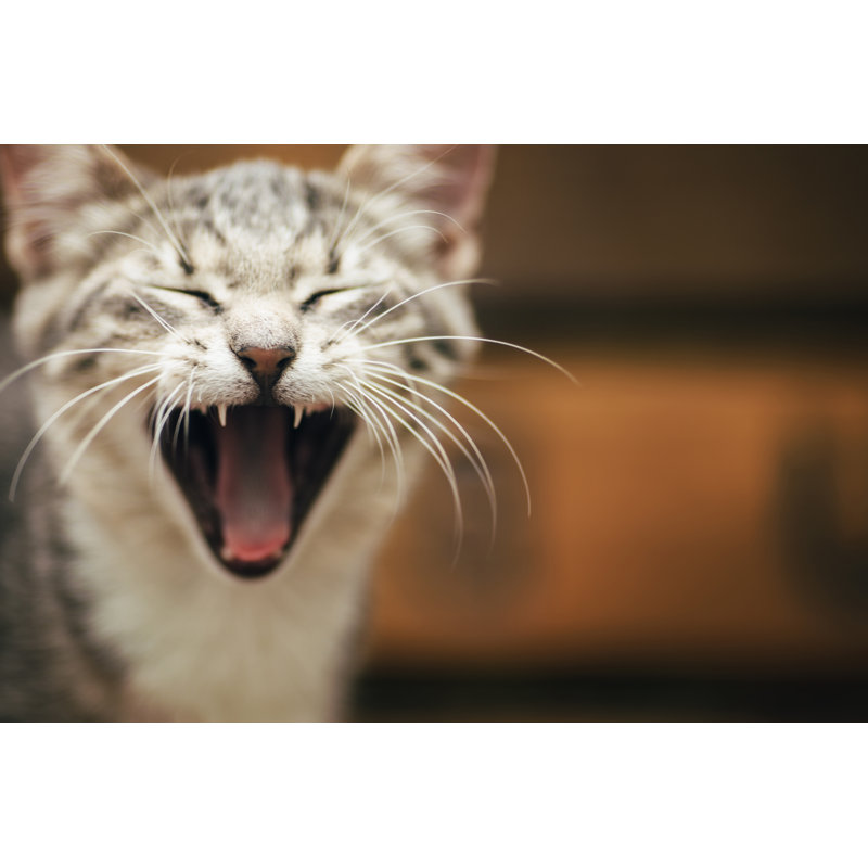 Chat baillant avec la gueule grande ouverte par Erika Parfreova, H 12 po x l 18 po