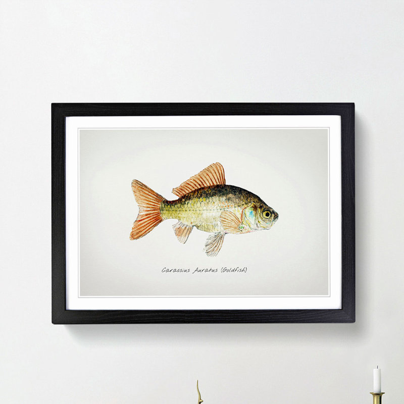 Illustration of a Goldfish by F.E. Clarke - Picture Frame Painting Print, 36cm H x 48cm W x 2cm D, Black Framed
