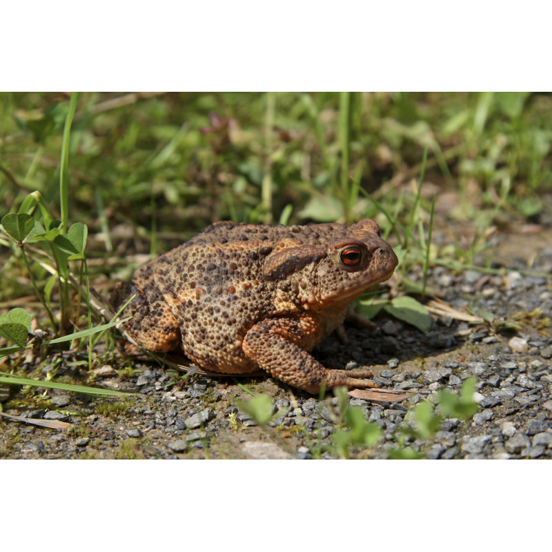 Common Toad by Typo-graphics - No Frame Art Prints on Canvas, 61cm H x 91cm W