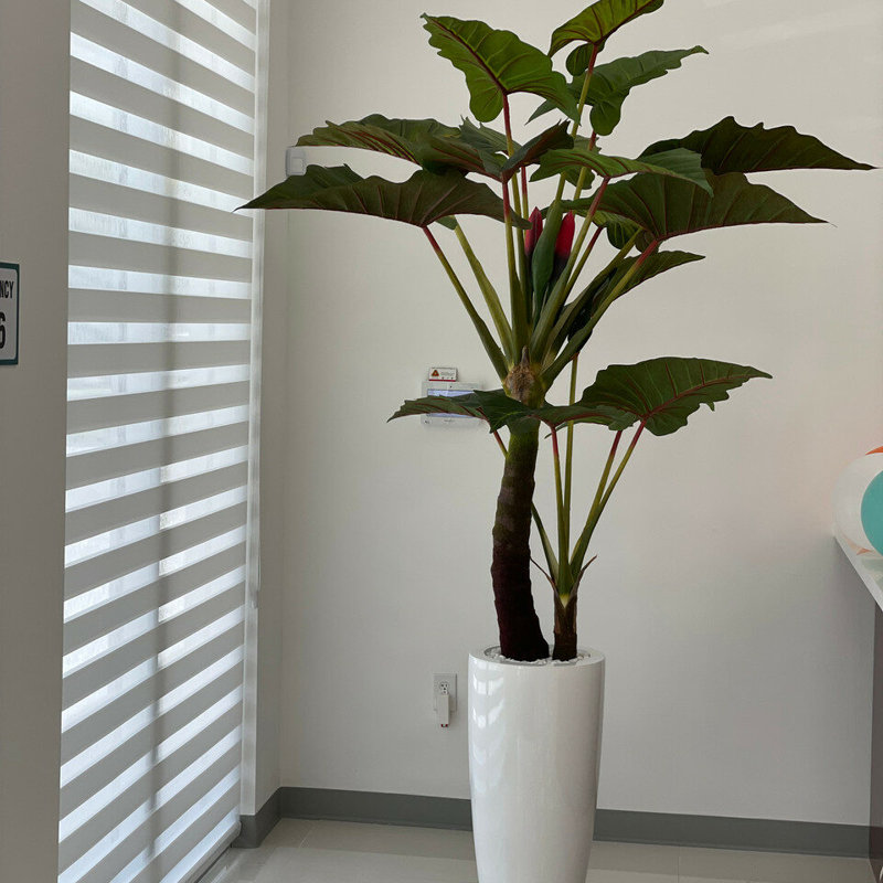 78 po Faux Elephant Ear Plant